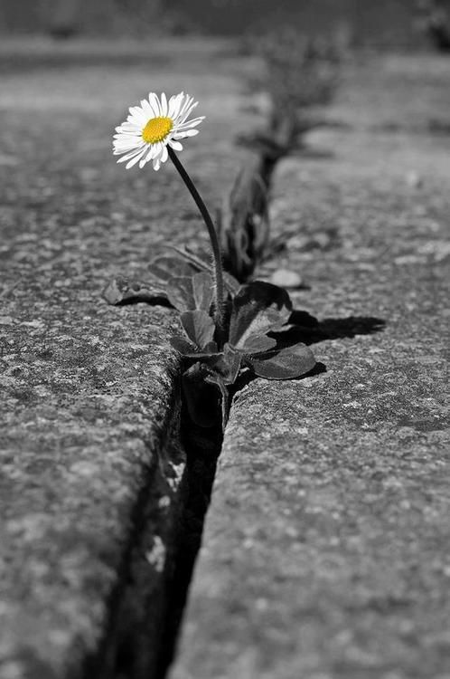 Harapan di Balik Kesunyian